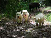 cuccioli di pastore abruzzese rustico